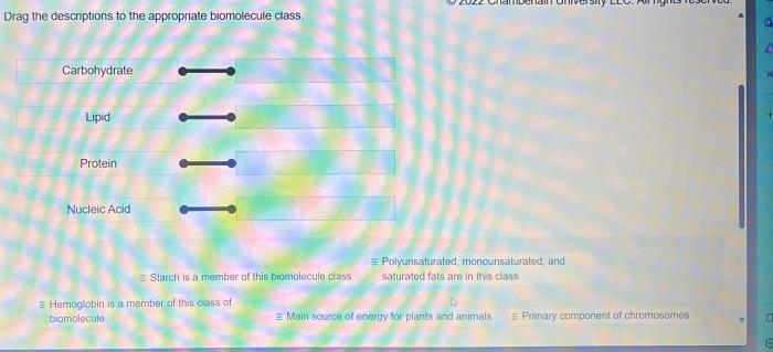 Drag the descriptions to the appropriate biomolecule class.