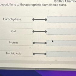 Drag the descriptions to the appropriate biomolecule class.