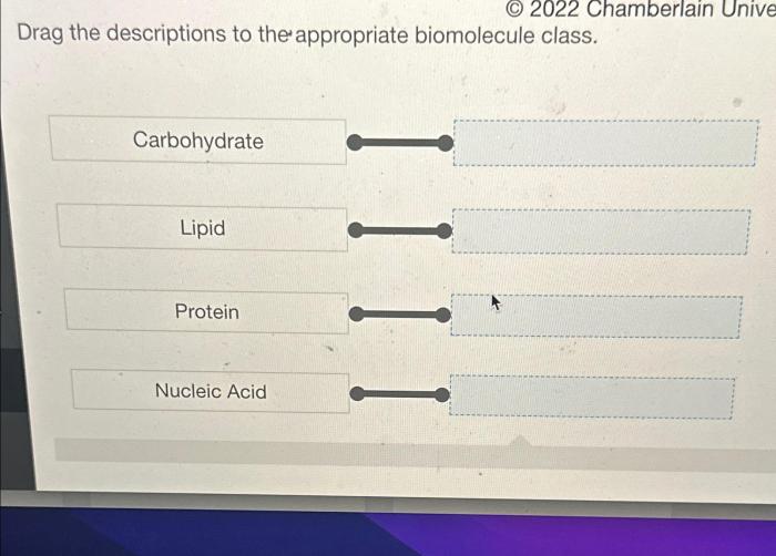 Drag the descriptions to the appropriate biomolecule class.