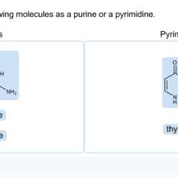 Nucleotide parts three may helmenstine anne entry updated november 2021 posted